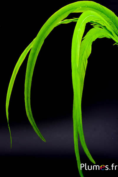 Coq fouet - 50-60 cm - lime